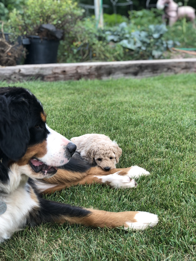 What is a Bernedoodle? — Highfalutin Furry Babies